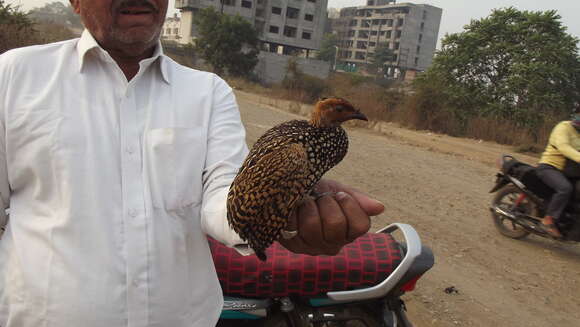 Image of Painted Francolin