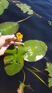 Image de Nuphar rubrodisca Morong