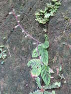 Image of Gloxinia erinoides (DC.) Roalson & Boggan