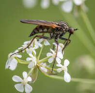 Image of Empis tessellata Fabricius 1794