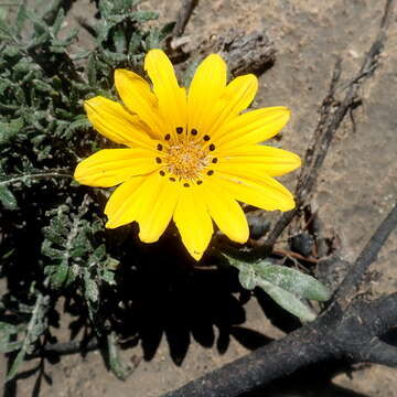 Image of Common gazania