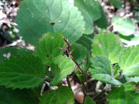 Image of Plectranthus zuluensis T. Cooke