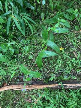 Image of Broad-Tooth Hedge-Nettle