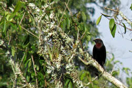 Image of Chestnut-capped Blackbird