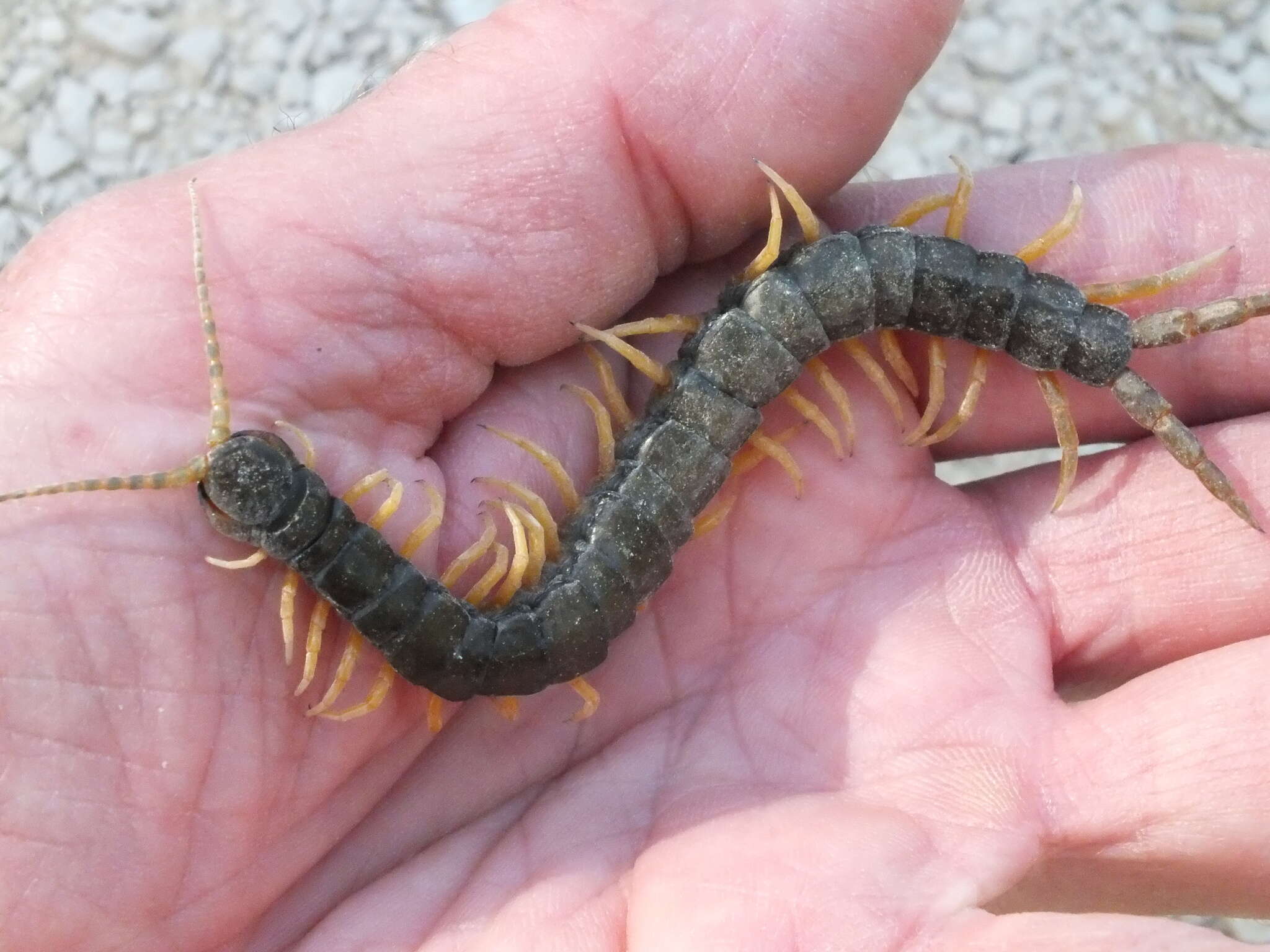 Image of Mediterranean banded centipede