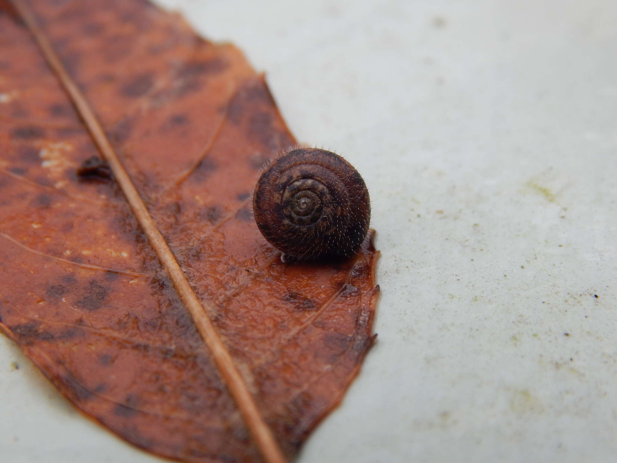 Image of mask snail