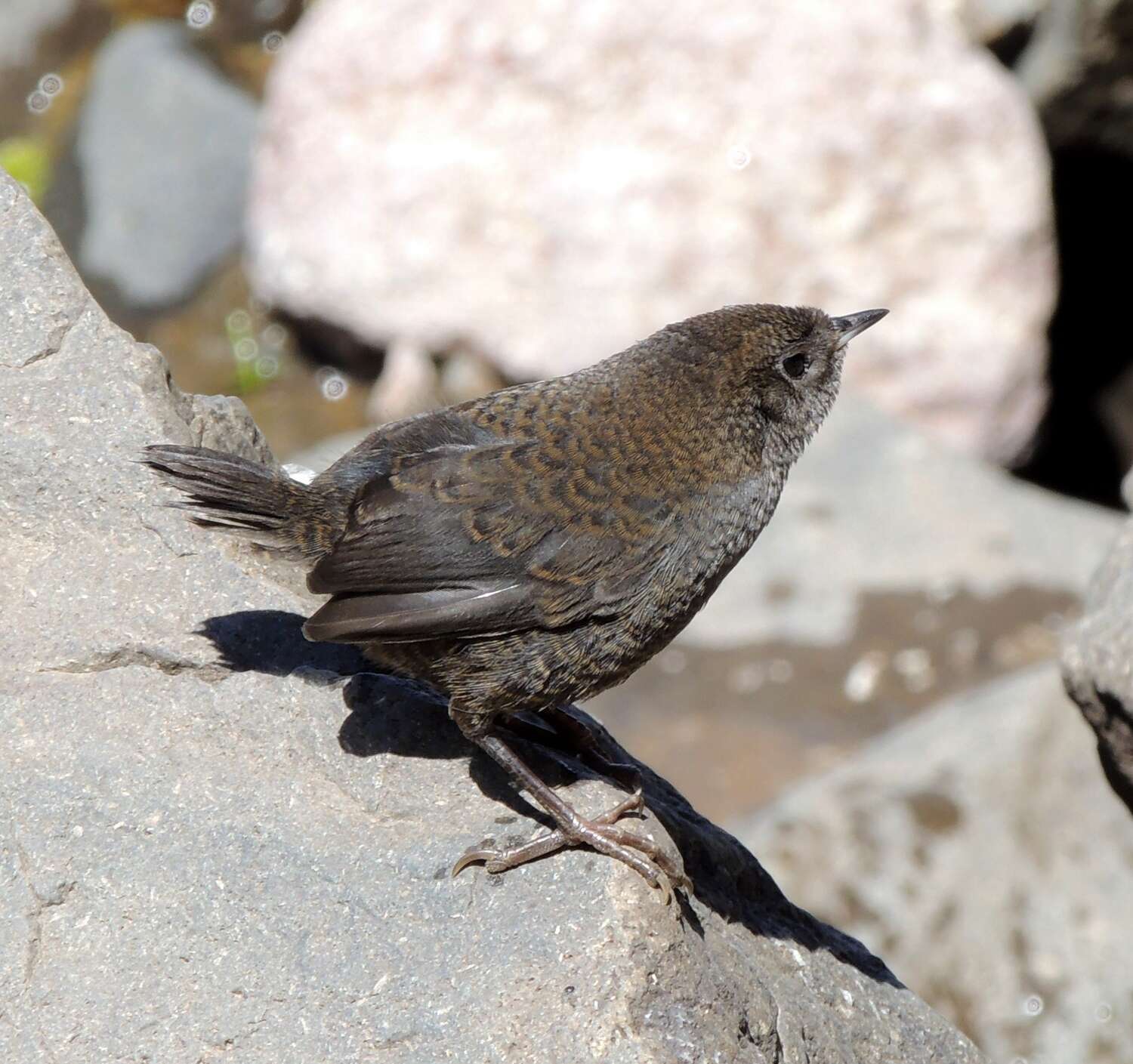 Image of Magellanic Tapaculo