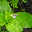 Image of Tinantia macrophylla S. Watson