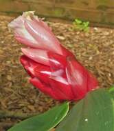 Image of Costus atlanticus