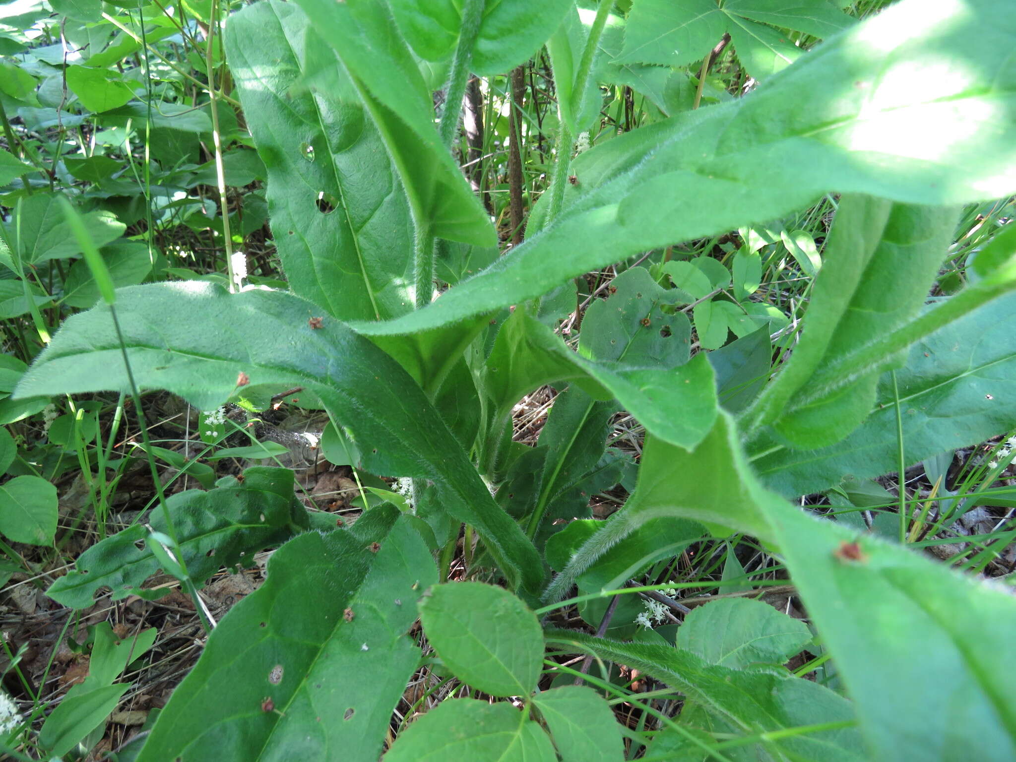 Plancia ëd Andersonglossum boreale (Fernald) J. I. Cohen