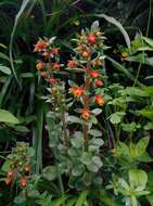 Image of Echeveria quitensis (Kunth) Lindley