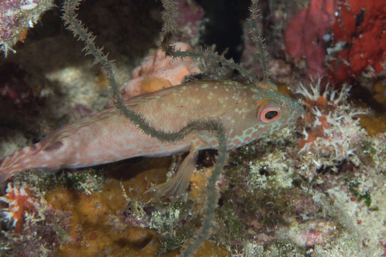 Plancia ëd Cephalopholis leopardus (Lacepède 1801)