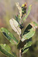 Image de Salix atrocinerea Brot.