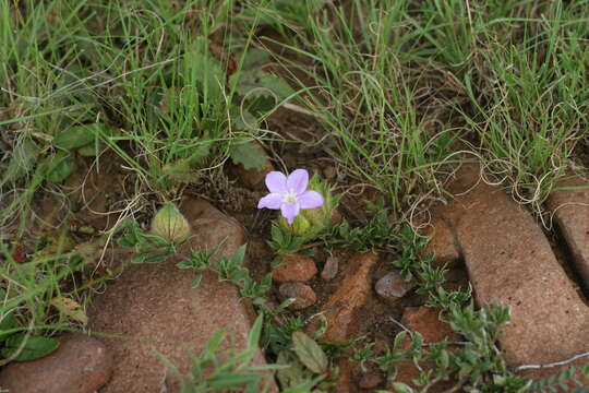 Plancia ëd Barleria macrostegia Nees