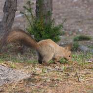 Слика од Sciurus vulgaris orientis Thomas 1906