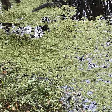 Image of water spangles