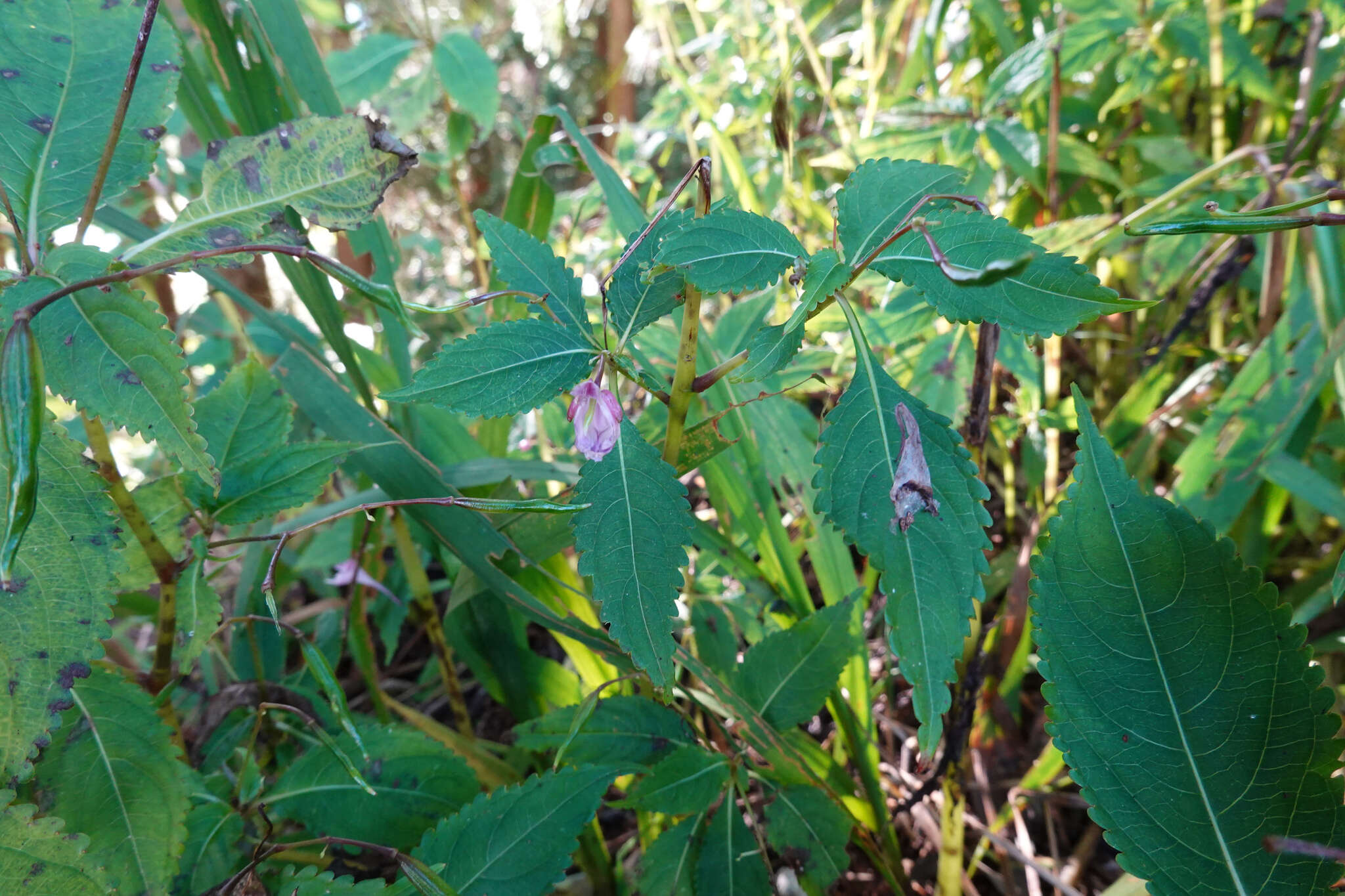 Image of Impatiens devolii T. C. Huang