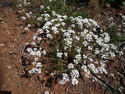 Image of annual candytuft