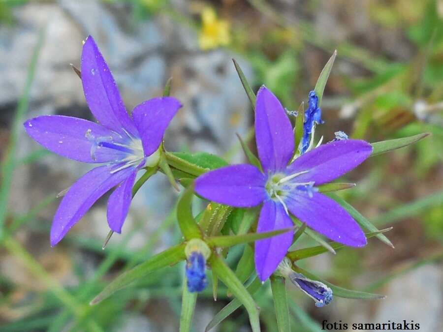 Image of Legousia falcata (Ten.) Fritsch ex Janch.