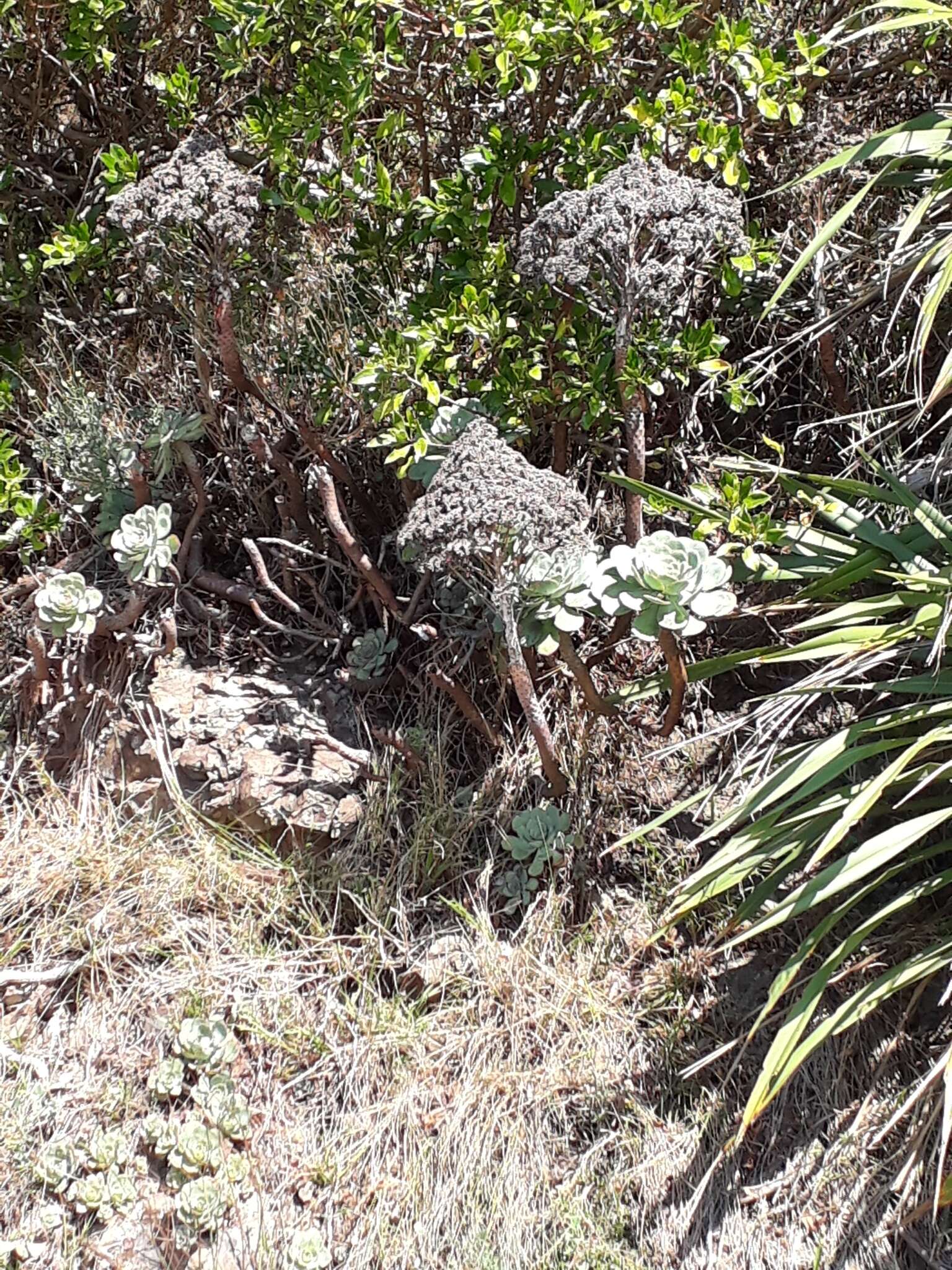 Image of tree aenium