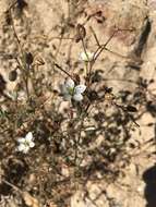 Image of Spergularia fasciculata Phil.