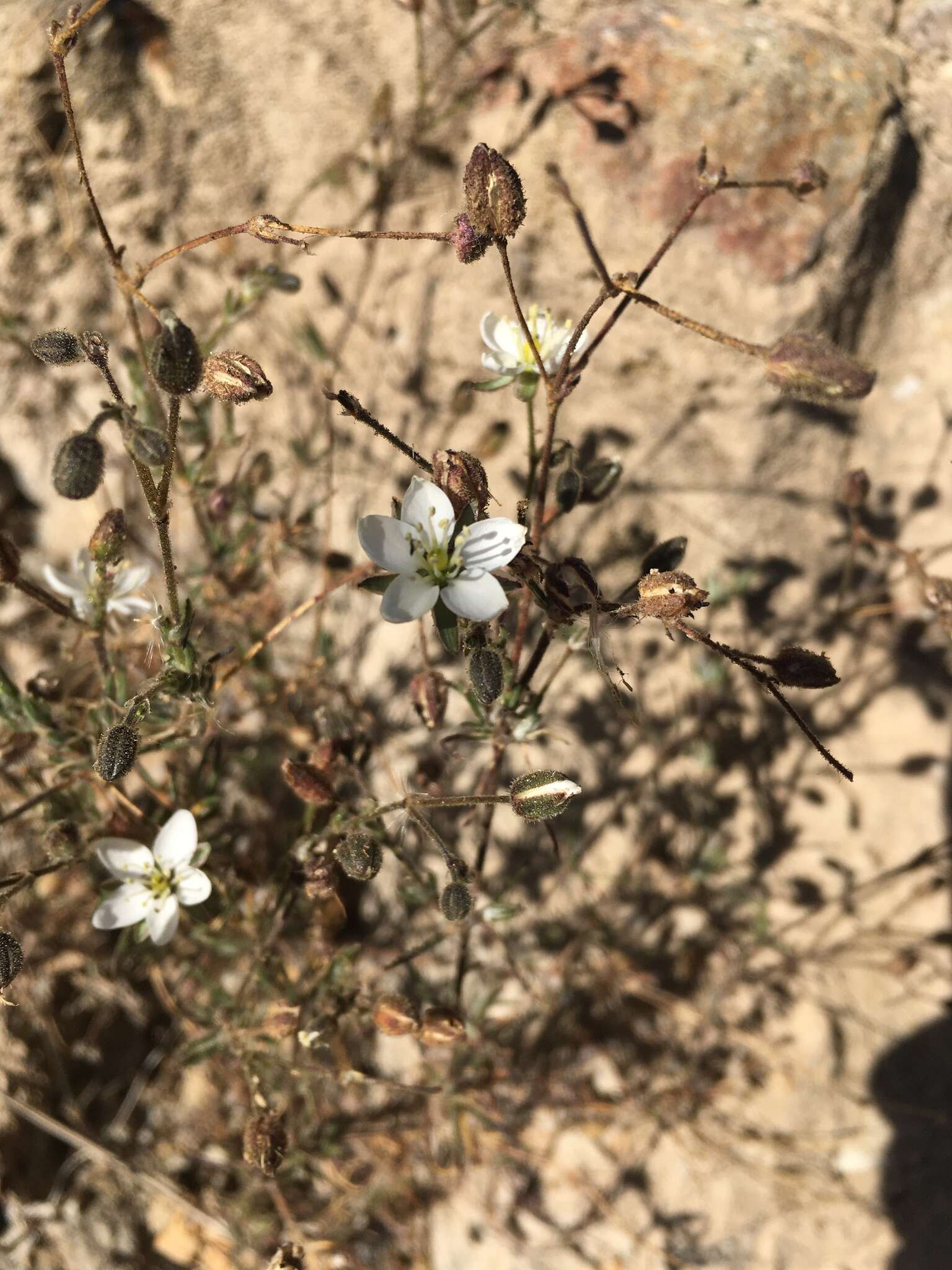 Plancia ëd Spergularia fasciculata Phil.