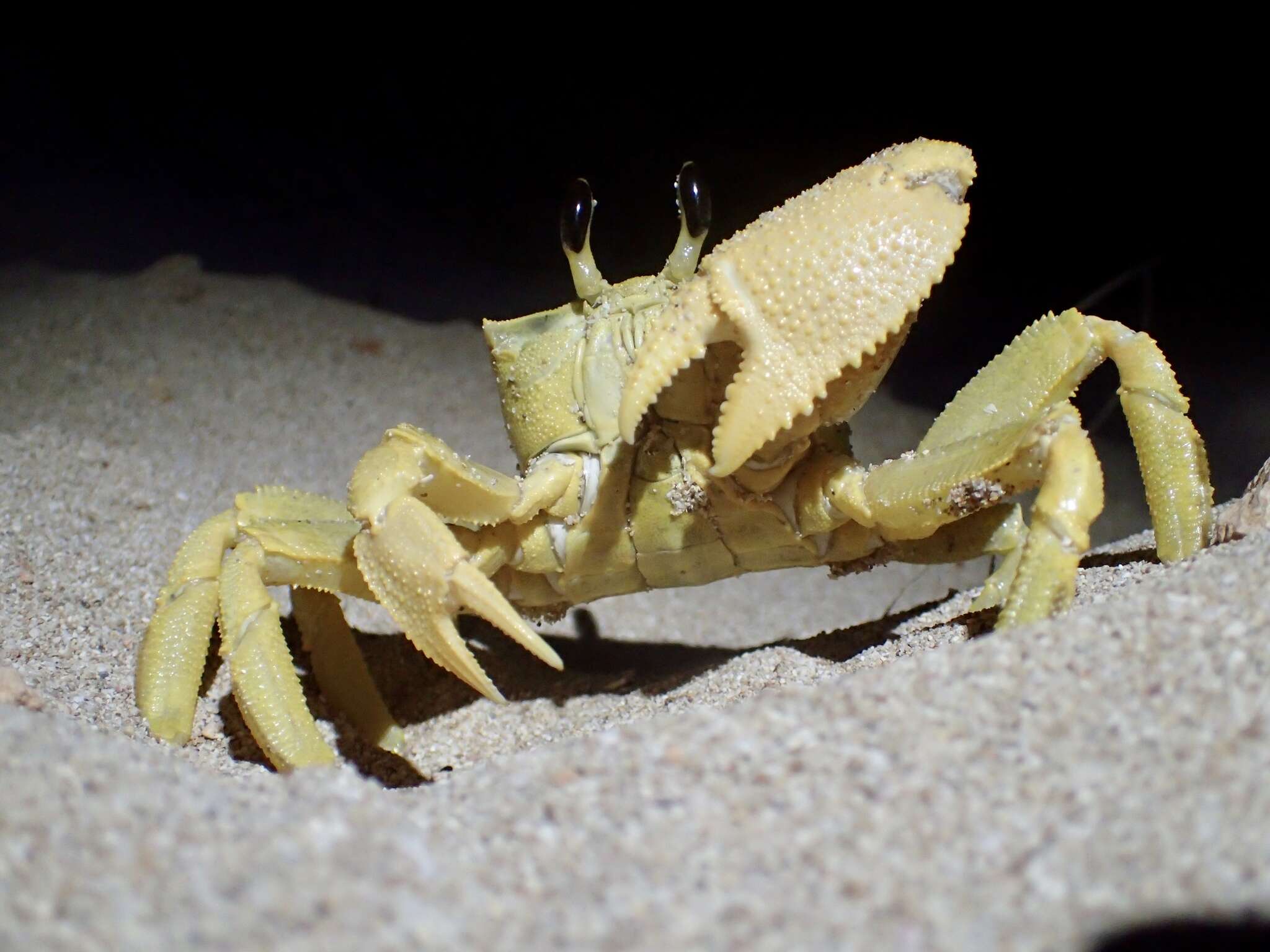 Image of Golden ghost crab