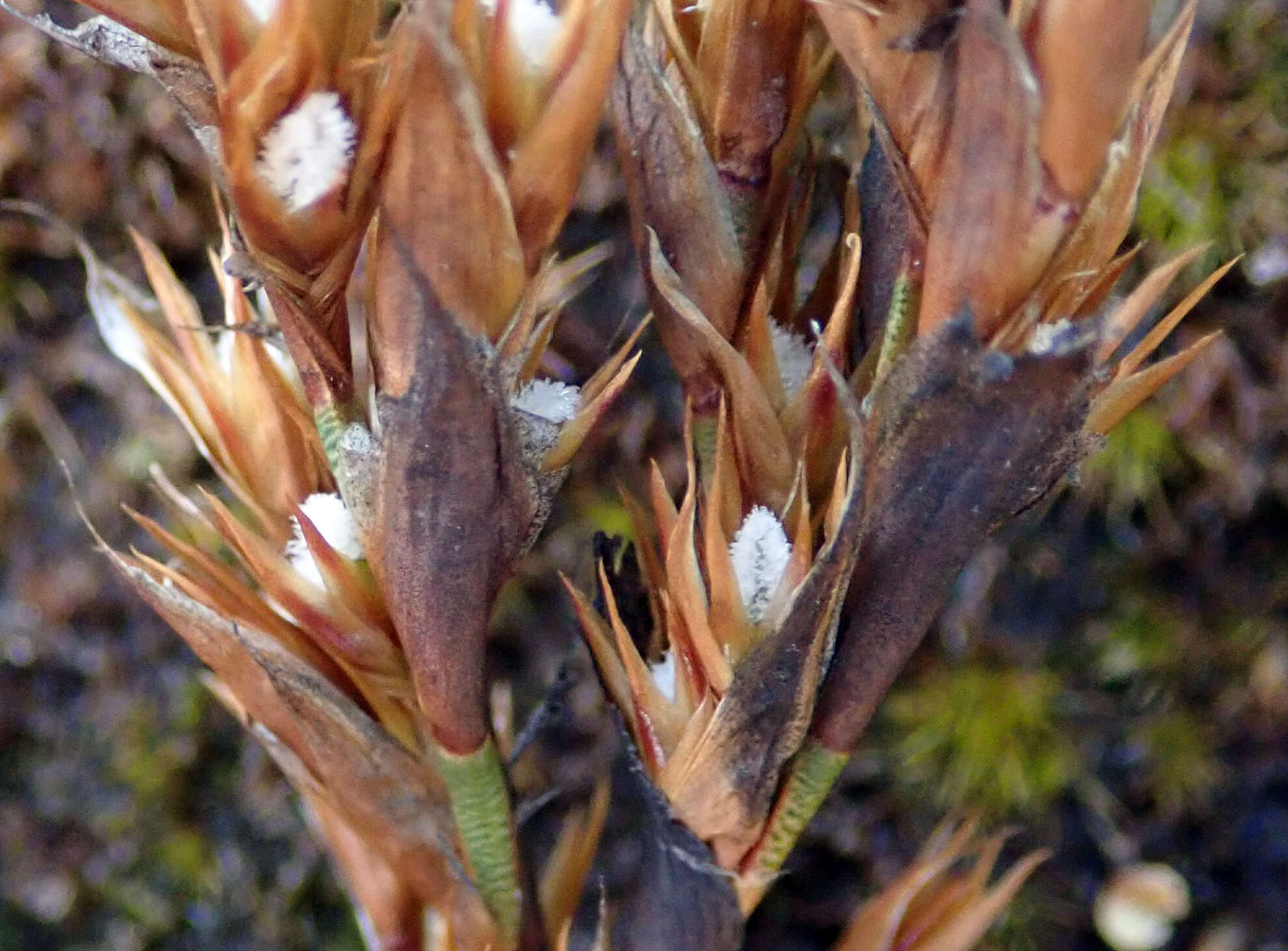 Image of Sporadanthus traversii (F. Muell.) Buchanan