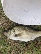 Image of Australian bass