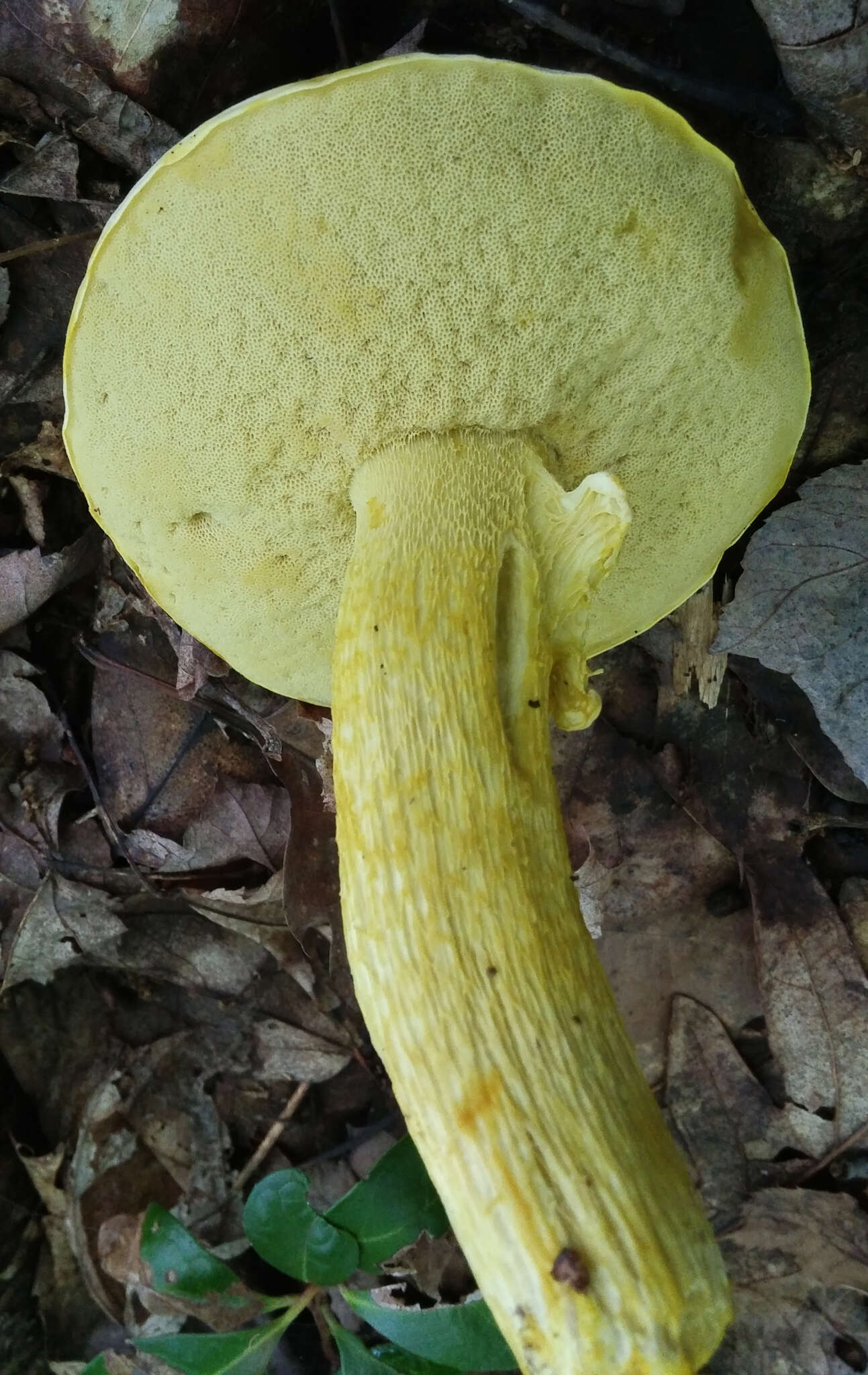 Слика од Retiboletus