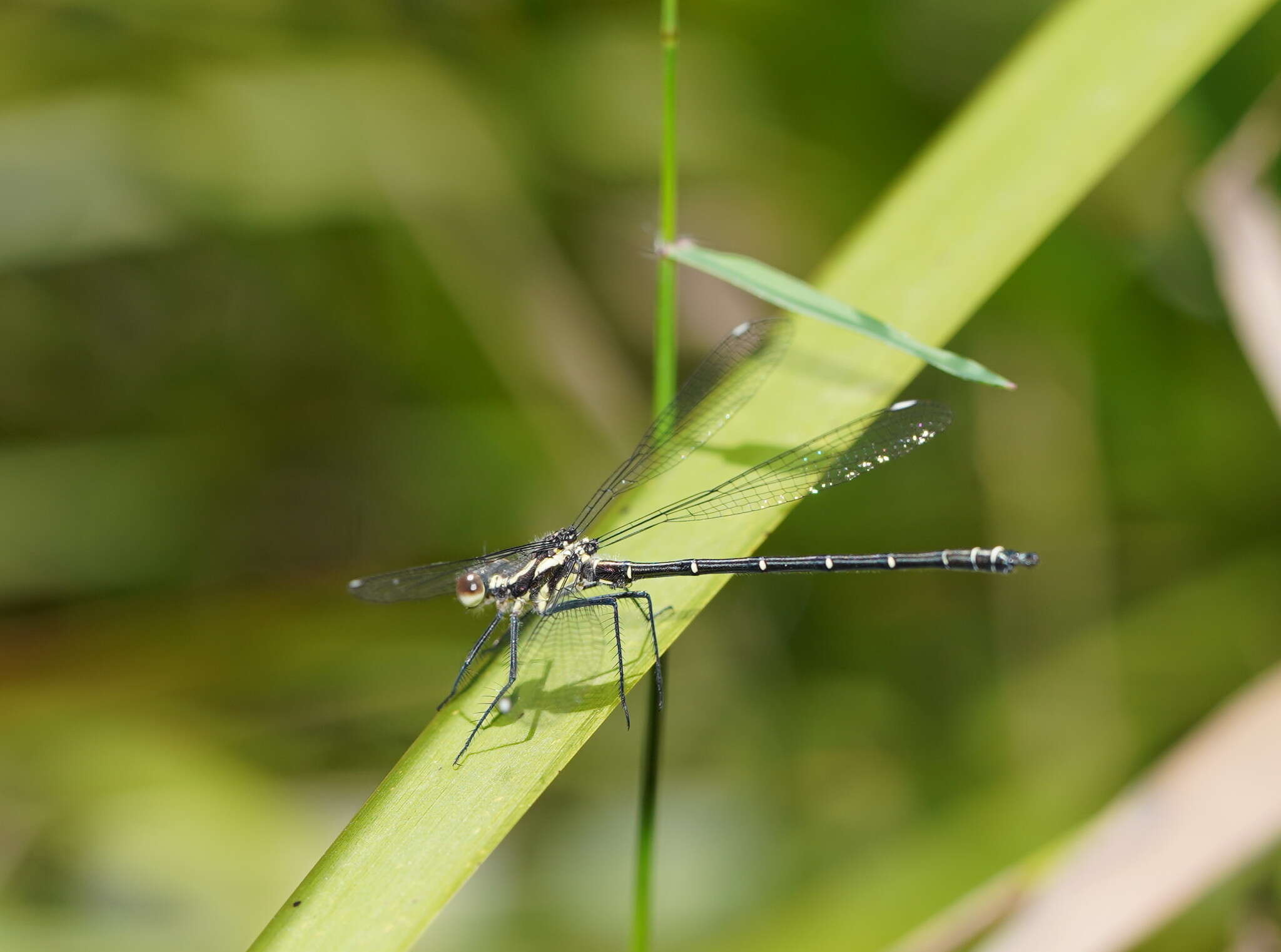 Image de Austroargiolestes calcaris (Fraser 1958)