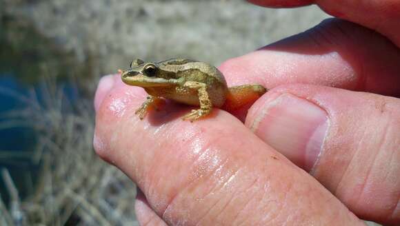 Image of Boreal Chorus Frog