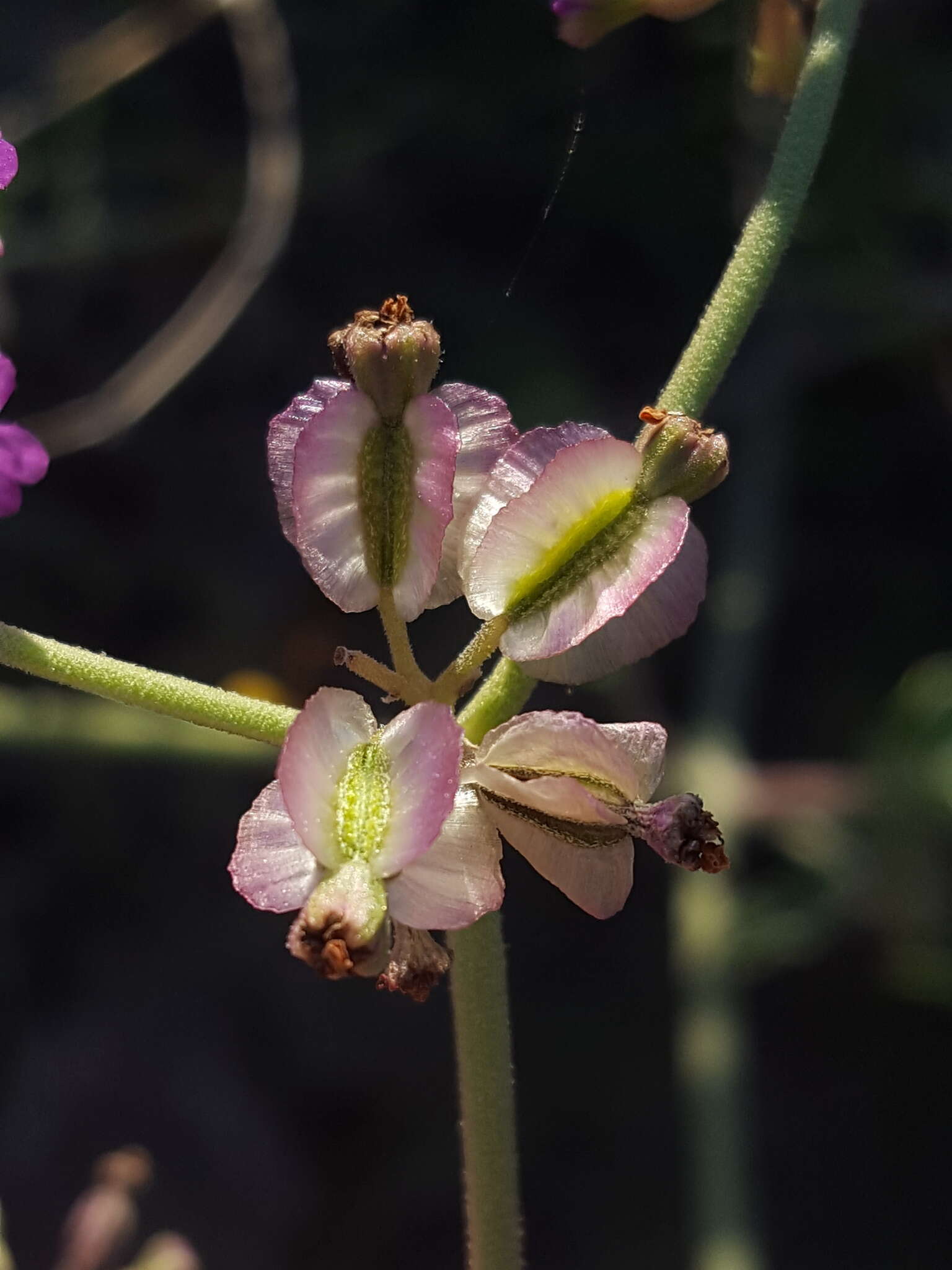 Слика од Acleisanthes chenopodioides (A. Gray) R. A. Levin