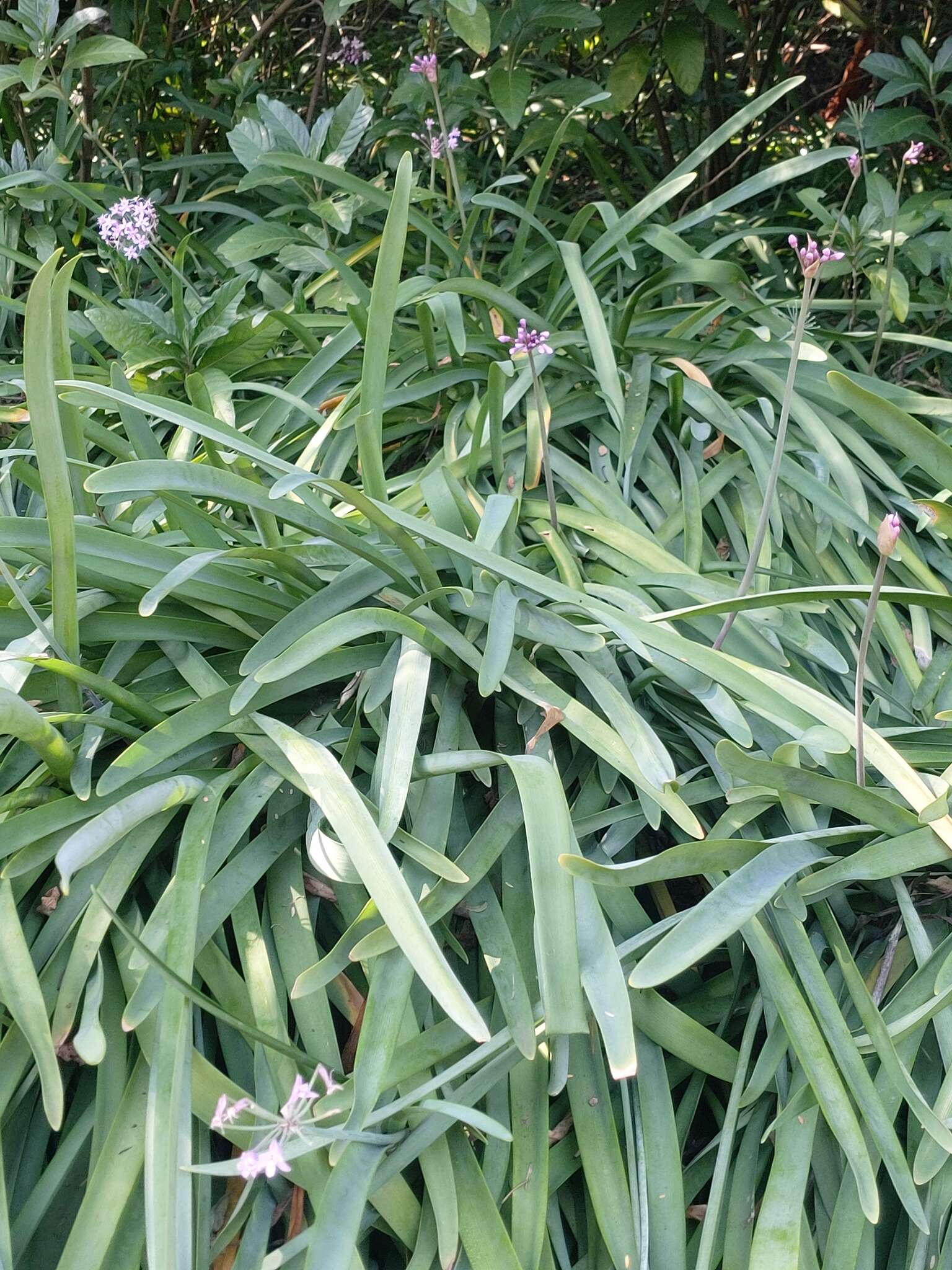 Image of Pink Agapanthus