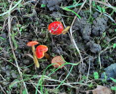 Image of Hygrocybe minutula (Peck) Murrill 1916