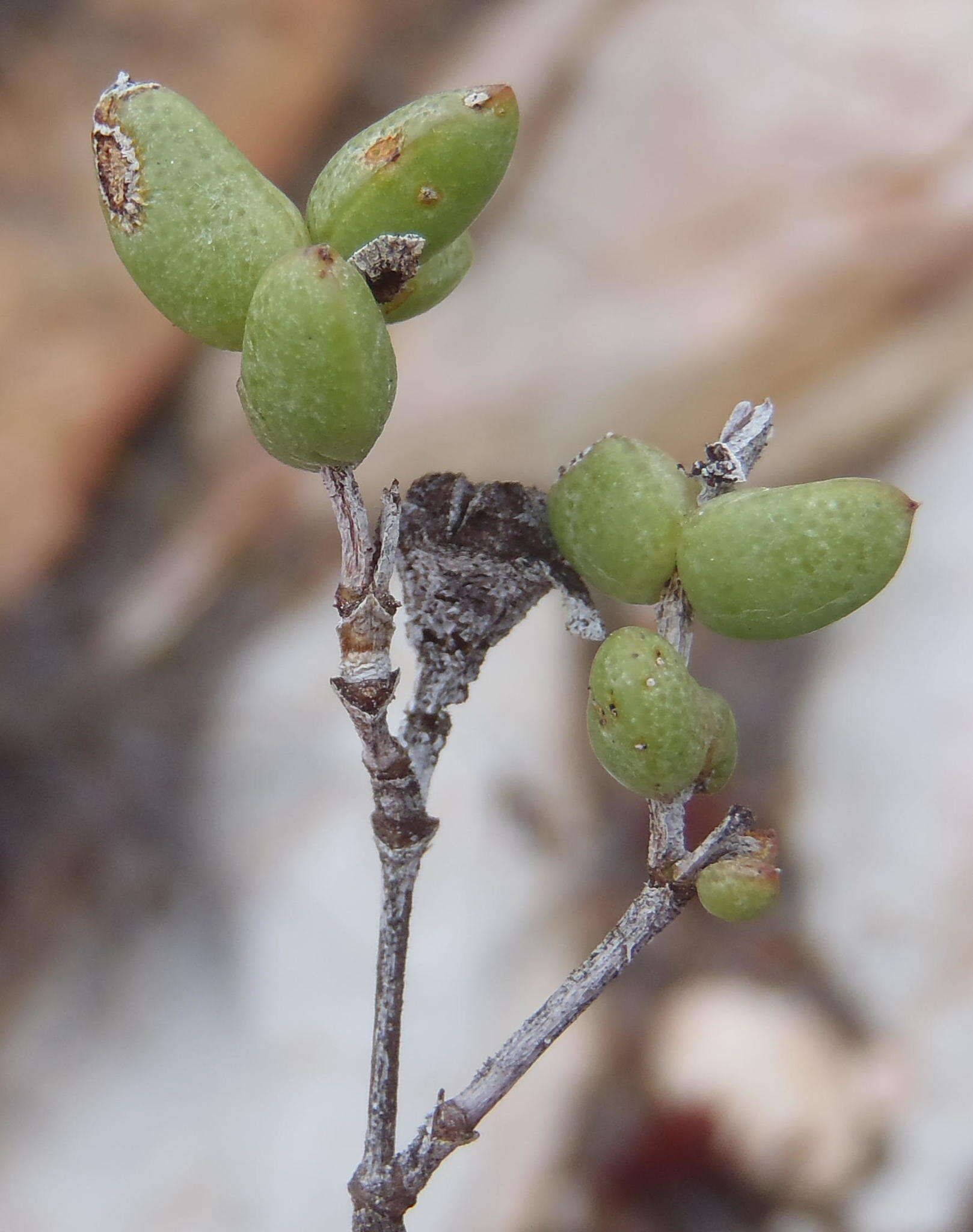 Imagem de Ruschia virgata (Haw.) L. Bol.