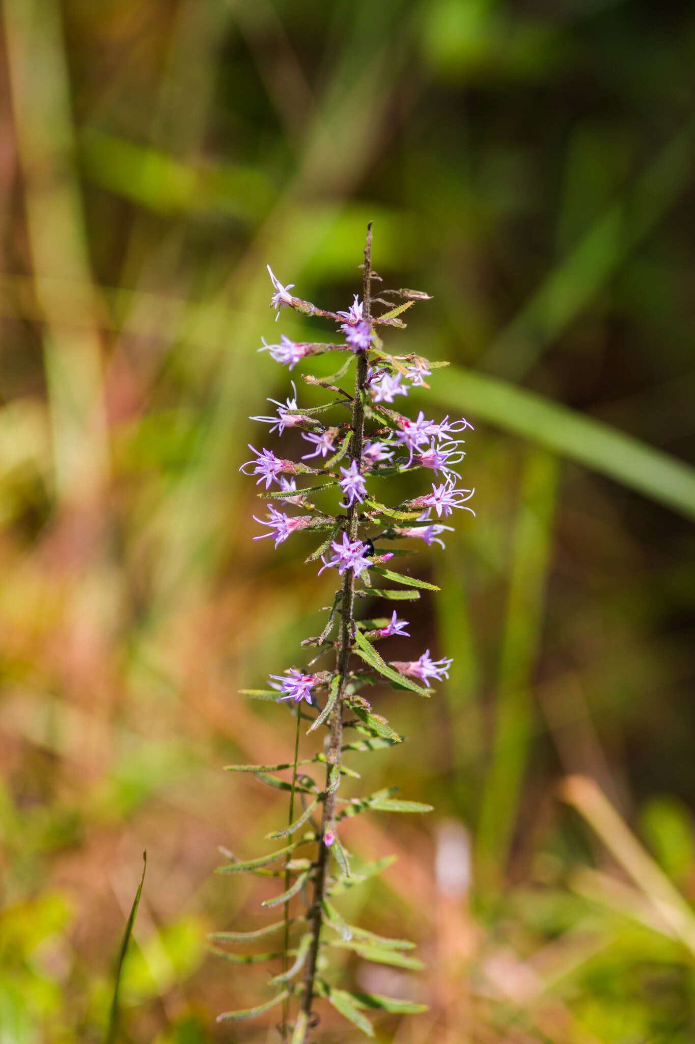 Image of Slender Gayfeather