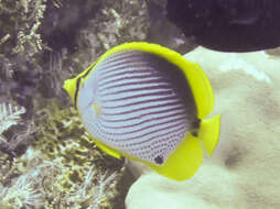 Image of Black-back Butterflyfish