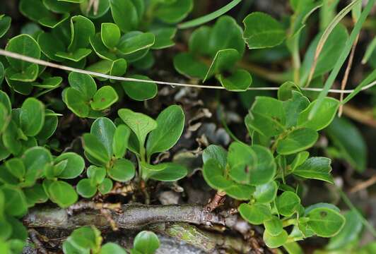 Image of Blunt-leaved Willow