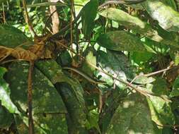 صورة Dendrelaphis calligaster (Günther 1867)