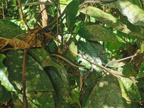 صورة Dendrelaphis calligaster (Günther 1867)