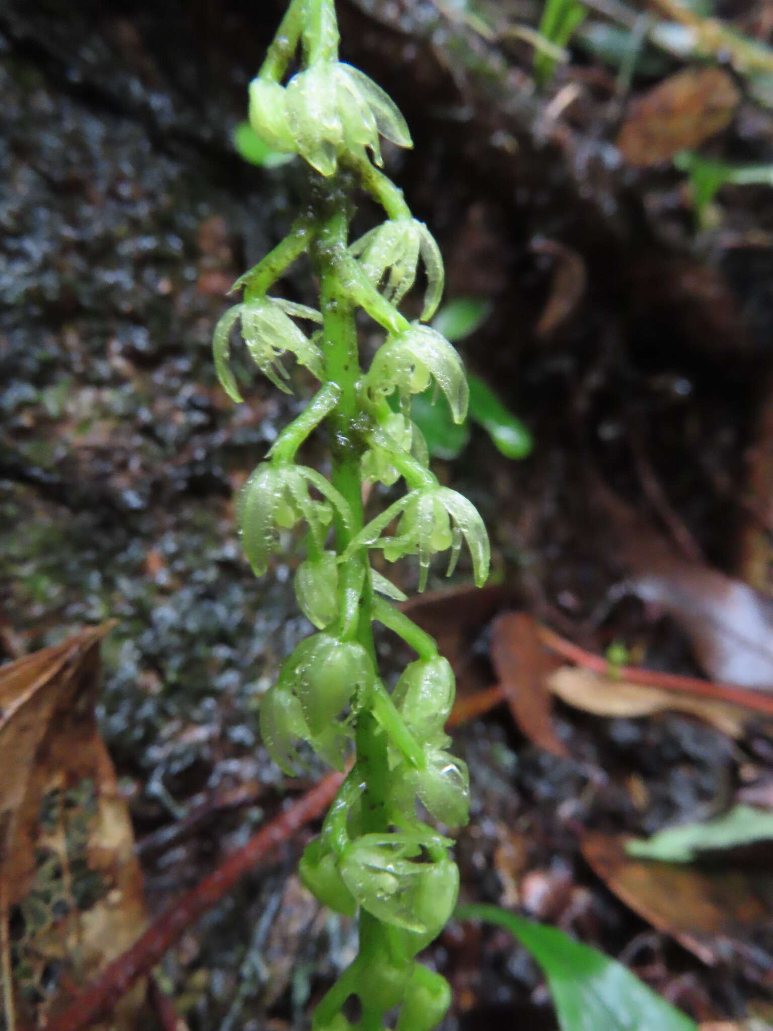 Image of Liparis elliptica Wight