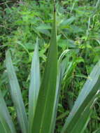 Image of Cordyline sellowiana Kunth