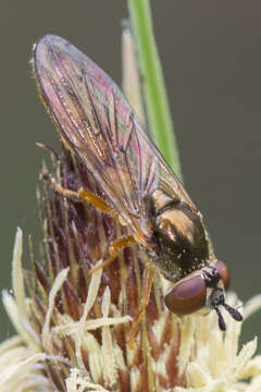 Image of Platycheirus fulviventris (Macquart 1829)