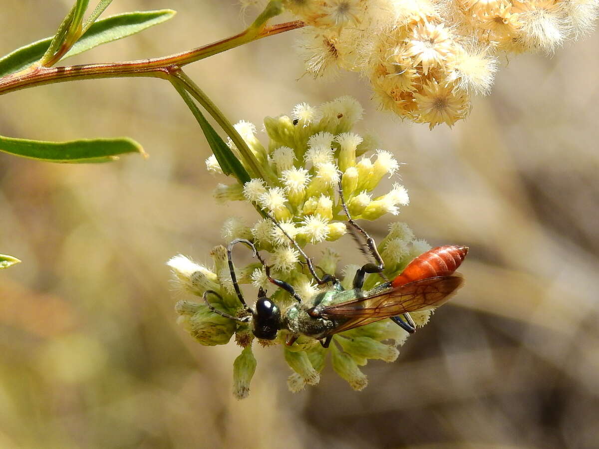 Image of Chlorion hemipyrrhum (Sichel 1863)