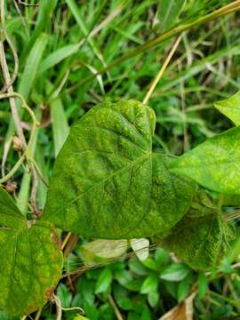 Ipomoea ochracea (Lindl.) G. Don的圖片