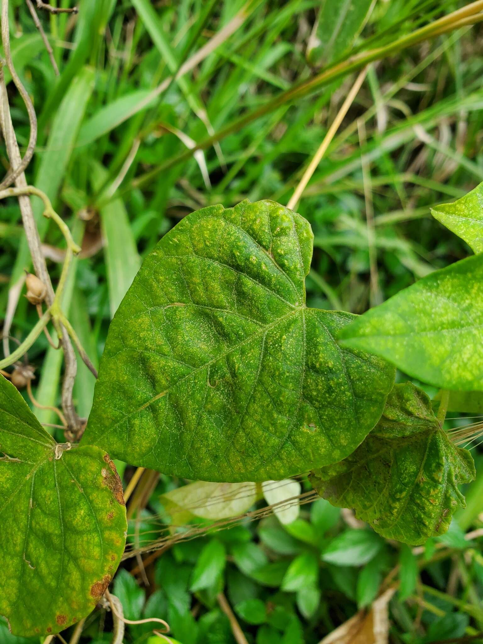 صورة Ipomoea ochracea (Lindl.) G. Don