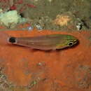 Image of Tailspot cardinalfish