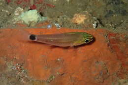 Image of Tailspot cardinalfish