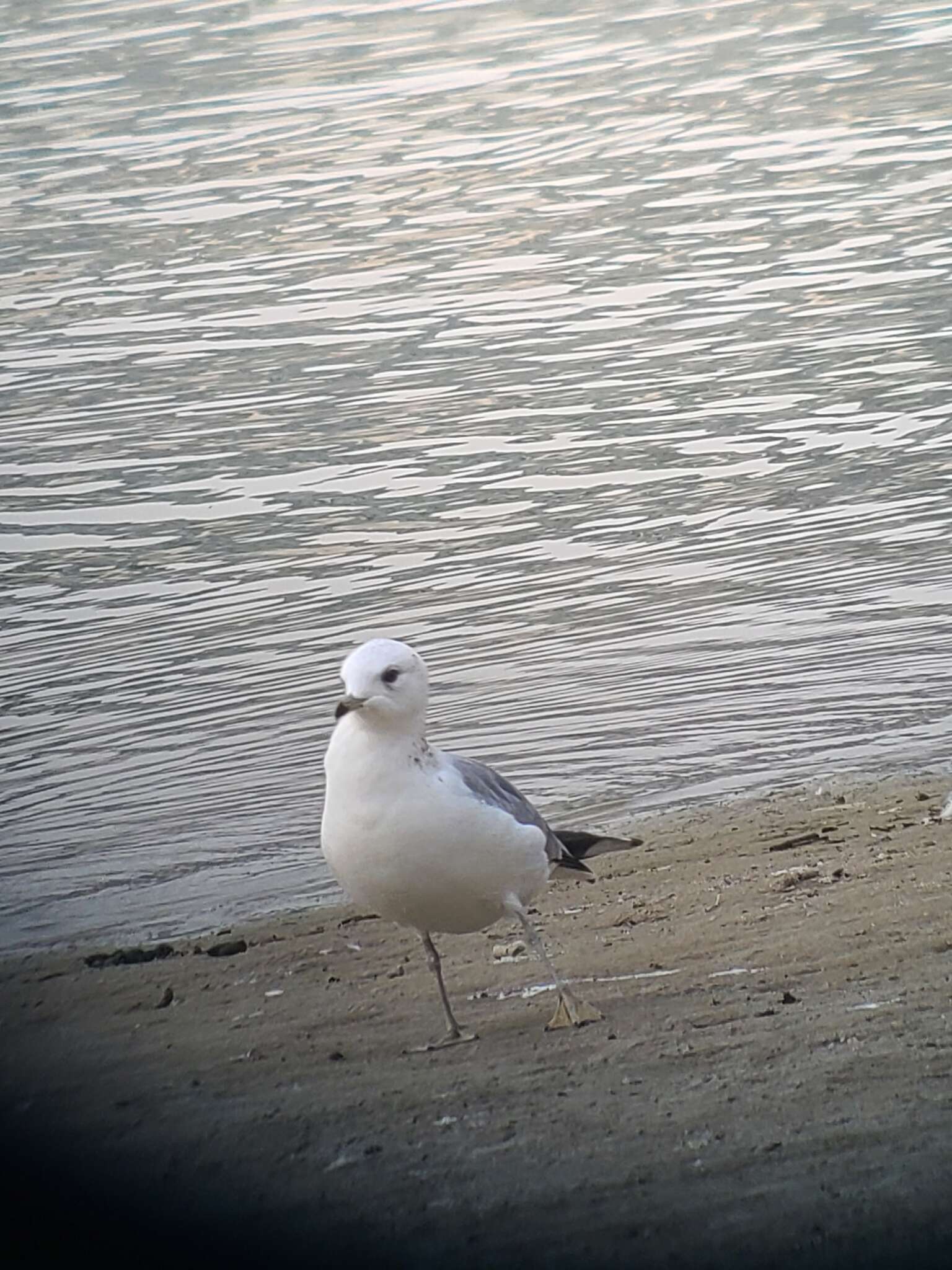 Image of Larus canus heinei Homeyer 1853